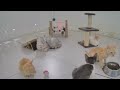 Funniest Cats and Dogs Videos 😂 Funniest Catss 🐕