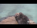 Sea otter gives birth outside the Aquarium!