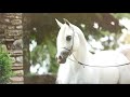 من أجل حب الخيول العربية  - Tribute to Arabian Horses