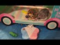 Dwarf Hamster's Super Special Treat #hamstertreats