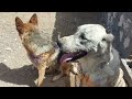 Animal sounds: Wild animals and pets around us:dog,camel, goat, duck,crocodile,chickens, ...