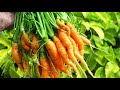 കാരറ്റ് കൃഷി / Harvesting Carrots from my garden, San Jose - California.| USA Malayalam vlog