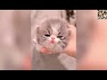 New Funny Animals 😂😁 Funniest Cats and Dogs Videos 😺🐶#cutecatdog