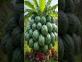 How to Grafting Banana with watermelon easy #shorts #satisfying #farming