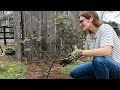 How to Move Mature Blackberry Bushes (Transplant the Right Way!)