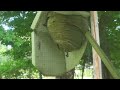 Bald Faced Hornets Nest Outside My Window