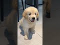 These Dogs Will Make Your Day!! 🐕🤣 Happiest Dog Moments