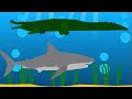 Great White Shark vs Saltwater Crocodile