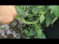 Growing tomatoes in Canada