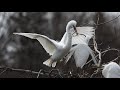 Great Egret Rookery