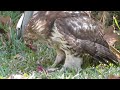 Hawk Lunch