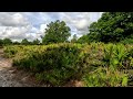 Lakeland Highlands Scrub - Walking Tour