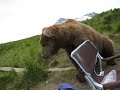 bear sits next to guy