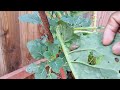 slugs love collards to. #greens #collards