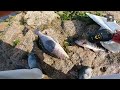 Corvinas, soles and goatfish in winter. || Fishing for goatfish in winter.