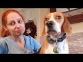 Beagle and Lab talking