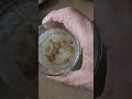 Using the yeast on the Emmer wheat to leaven commercial wheat pt 1