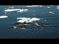 killer whales hunting seals on iceberg