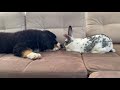 Bernese Mountain Dog Puppy Meets Giant Rabbit!