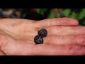 Harvesting 12 DIFFERENT kinds of BERRIES at ONCE from the GARDEN