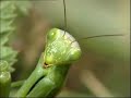 A PRAYING MANTIS STORY