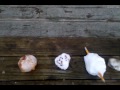 5 basic snowballs