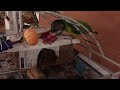 My well fed 22 year old Senegal Parrot, the little carnivore