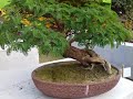 Bonsai lovers, horticulture Kolkata part 2