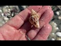 Island Hopping Looking for Shells. Florida Gulf Coast Shelling.