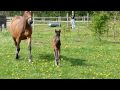 Foals first day outside