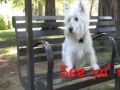 West Highland White Terrier Walks in William Land Park, Sacramento