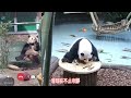 花花、萌兰连线，聊起了和叶妹妹#大熊猫 #panda