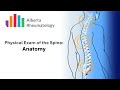 Rheumatology BACK exam Part 1: Anatomy