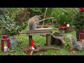 [NO ADS] Cat TV for Cats to Watch 🎄 Birds & Squirrels at Christmas 🎄 Bird videos for cats