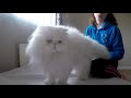 Bathing a white persian cat