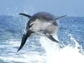 Dolphins Show Off - Newport Coast