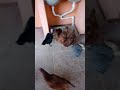 Alimentar galinhas separadas