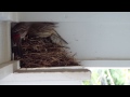 Purple Finch Mom and Dad feed baby birds