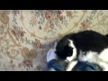 Fat cat likes belly rub