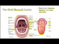 The Digestive System (Anatomy)