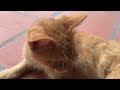 Funniest Animals 2024 😍 New Funny Cats and Dogs 😻🐶 Part 51