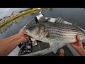 Merrimack River Striped Bass Fishing May 2024