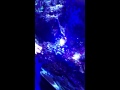 video of a 445nm blue laser removing unwanted corals from a reef aquarium