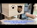 元繁殖猫のアビシニアンが大喧嘩をしてしまいました…【人馴れ訓練のその後】