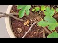 Growing a Kadota Fig Cutting, Days 176-350