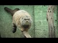 manul life could be dream