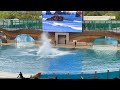 SeaWorld Orca Encounter April 2024 full show