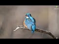 How to photograph kingfishers. Tips and tricks. WILDLIFE PHOTOGRAPHY II Bird photography