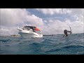 Swimming with dolphins in the wild-Cozumel