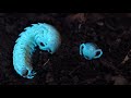 This Millipede and Beetle Have a Toxic Relationship | Deep Look
